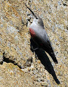 Wallcreeper