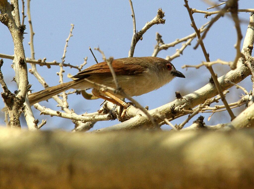 Yellow-eyed Babbler