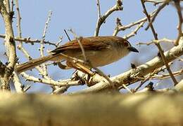 Yellow-eyed Babbler