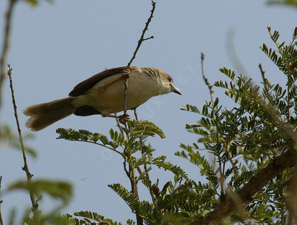 Yellow-eyed Babbler