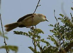 Yellow-eyed Babbler