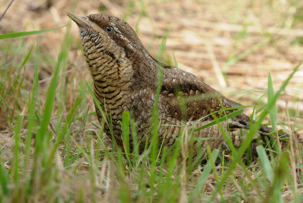 Torcol fourmilierimmature