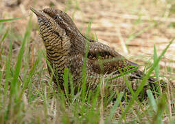 Eurasian Wryneck