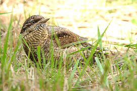 Eurasian Wryneck