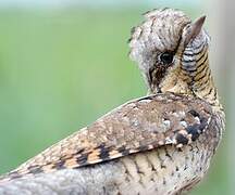 Eurasian Wryneck