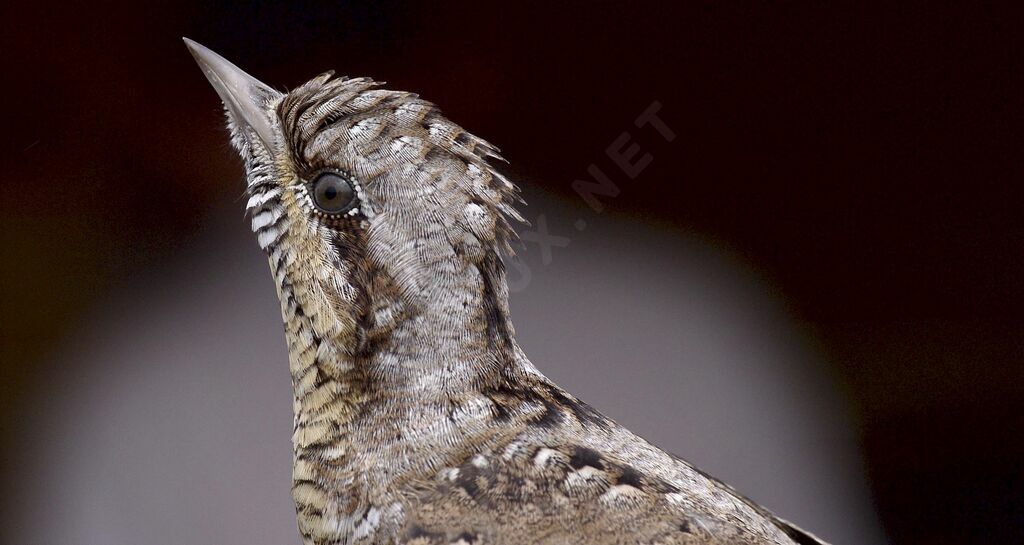 Eurasian Wryneck