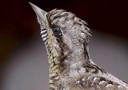 Eurasian Wryneck