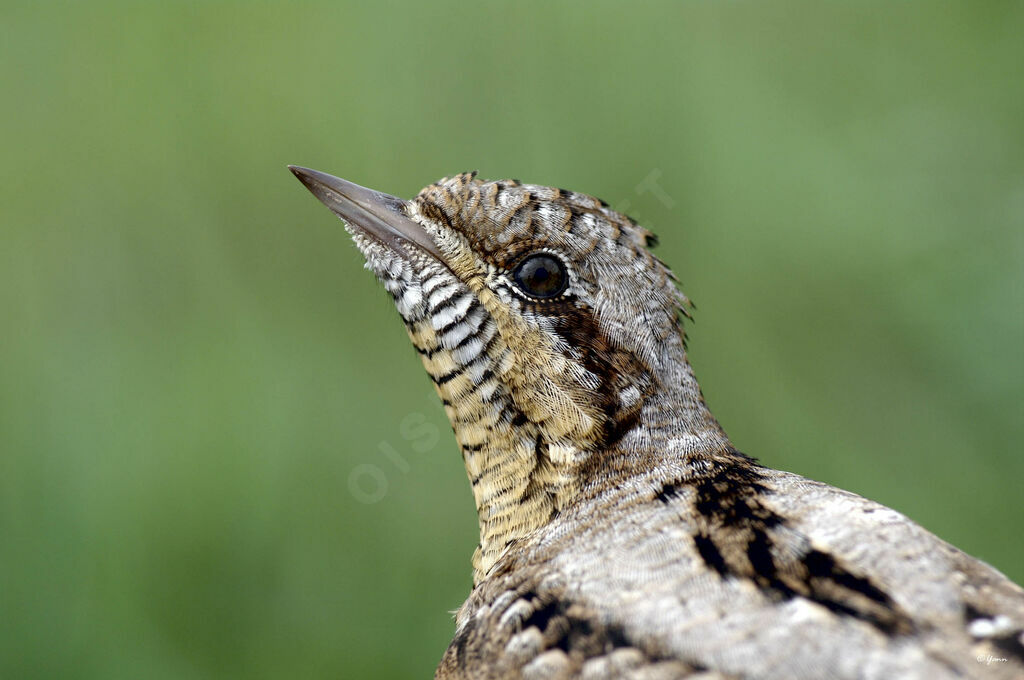 Eurasian Wryneck