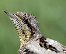 Eurasian Wryneck