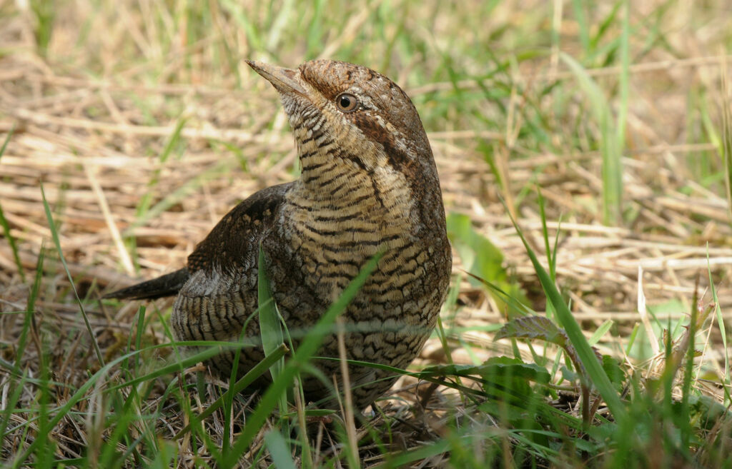 Torcol fourmilierimmature