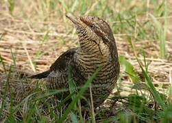 Eurasian Wryneck