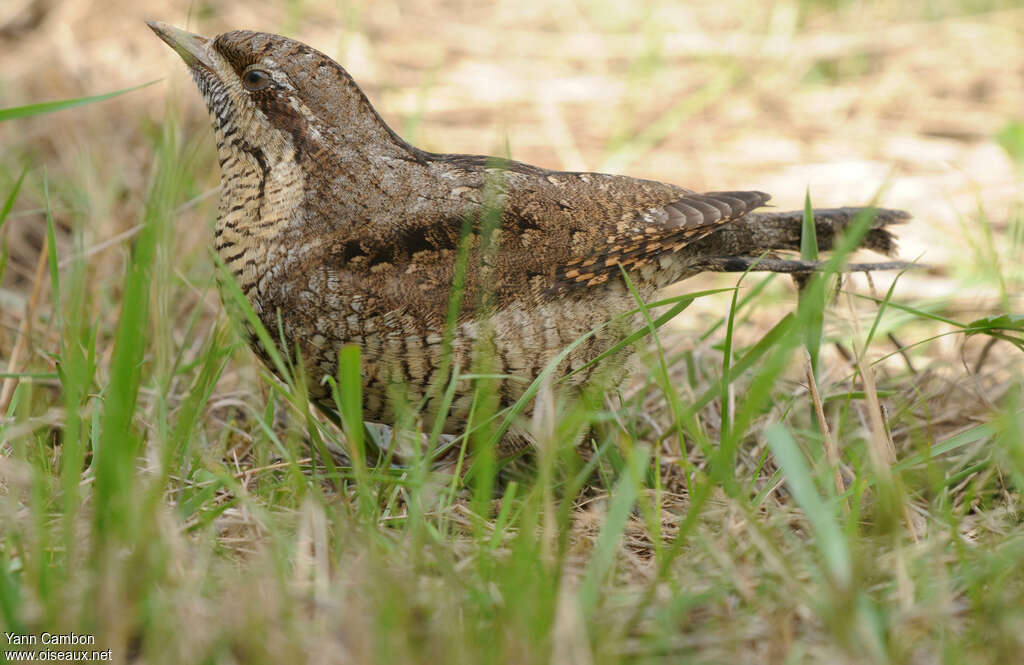 Torcol fourmilier1ère année, identification