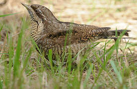 Eurasian Wryneck