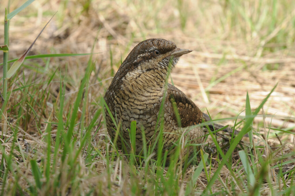 Eurasian Wryneckimmature