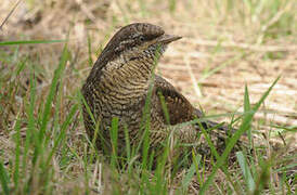 Eurasian Wryneck