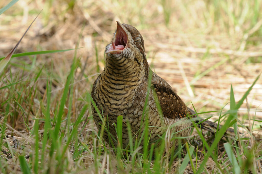 Eurasian Wryneckimmature