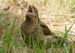 Eurasian Wryneck