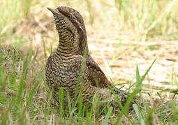 Eurasian Wryneck