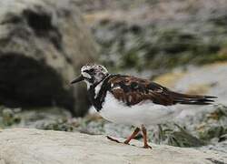 Ruddy Turnstone