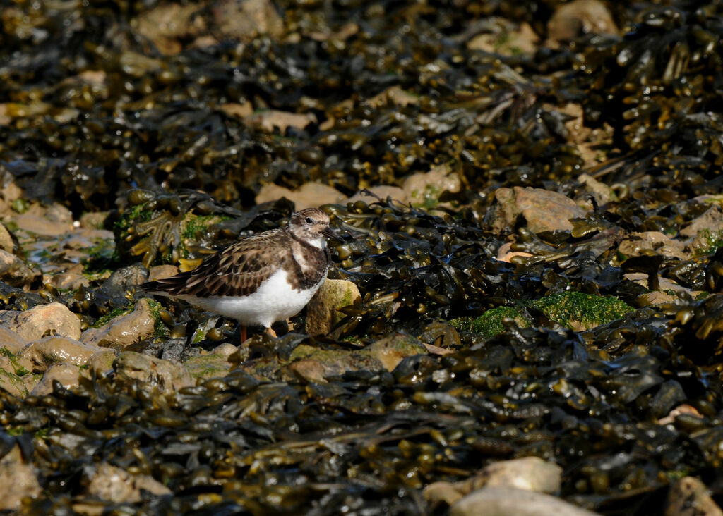 Ruddy Turnstone