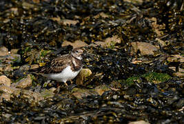 Ruddy Turnstone