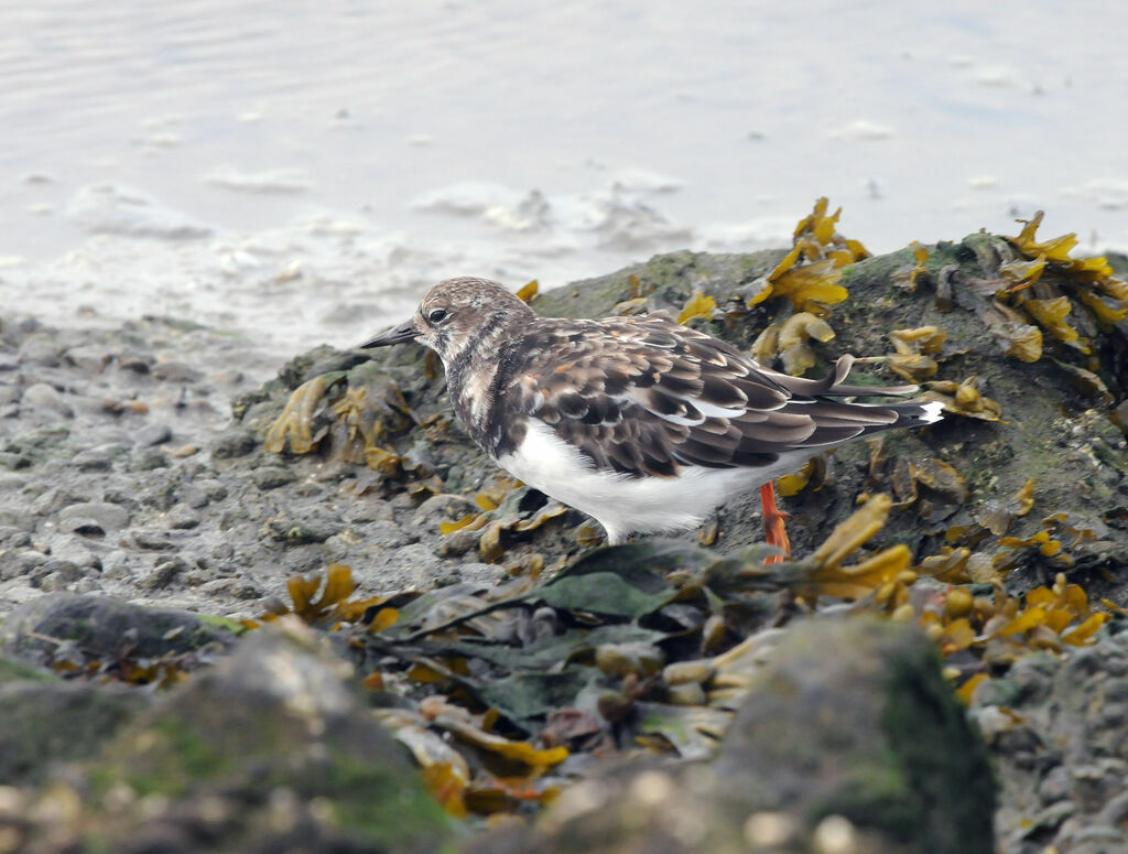 Ruddy Turnstone