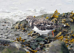 Ruddy Turnstone