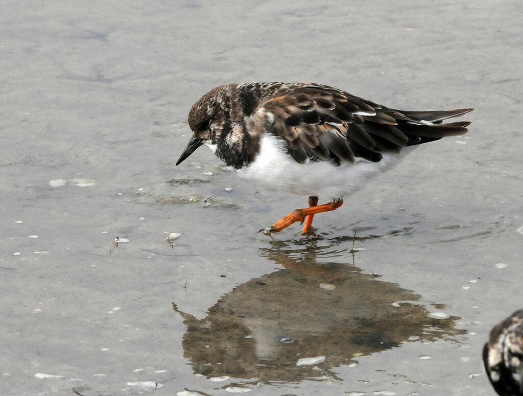 Tournepierre à collier