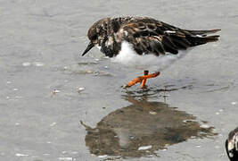 Ruddy Turnstone