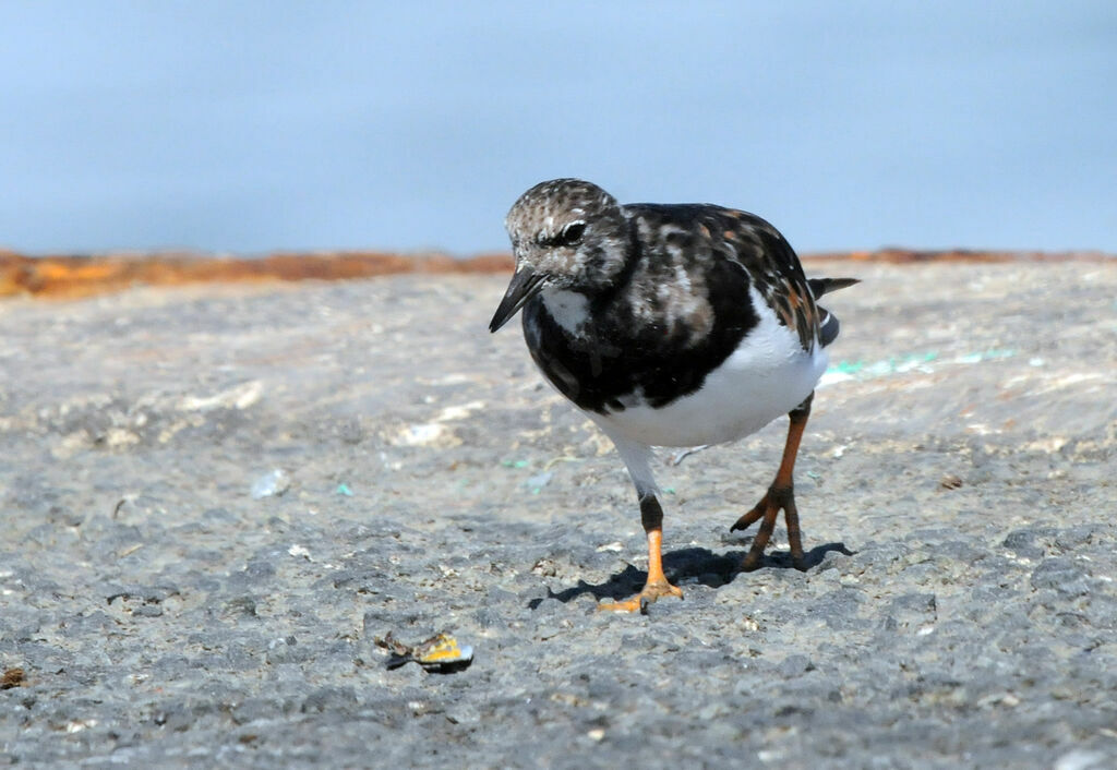 Ruddy Turnstone