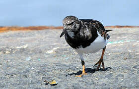 Ruddy Turnstone