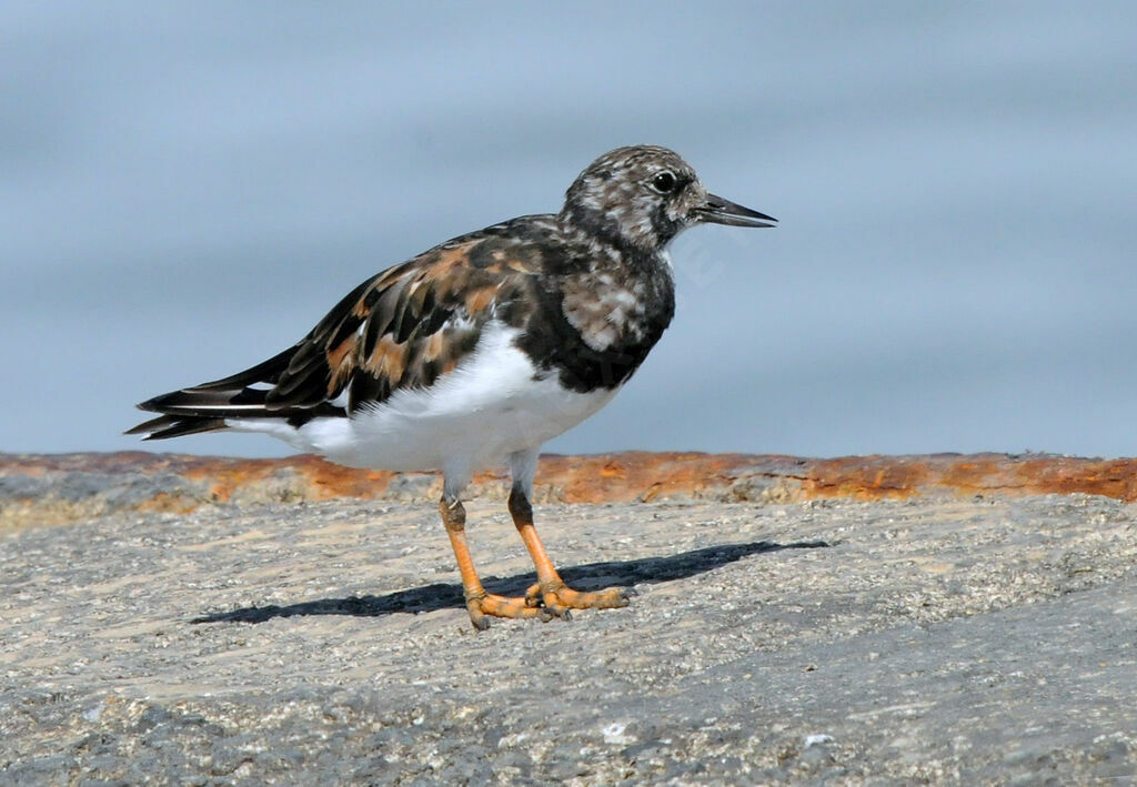 Ruddy Turnstone