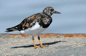 Ruddy Turnstone