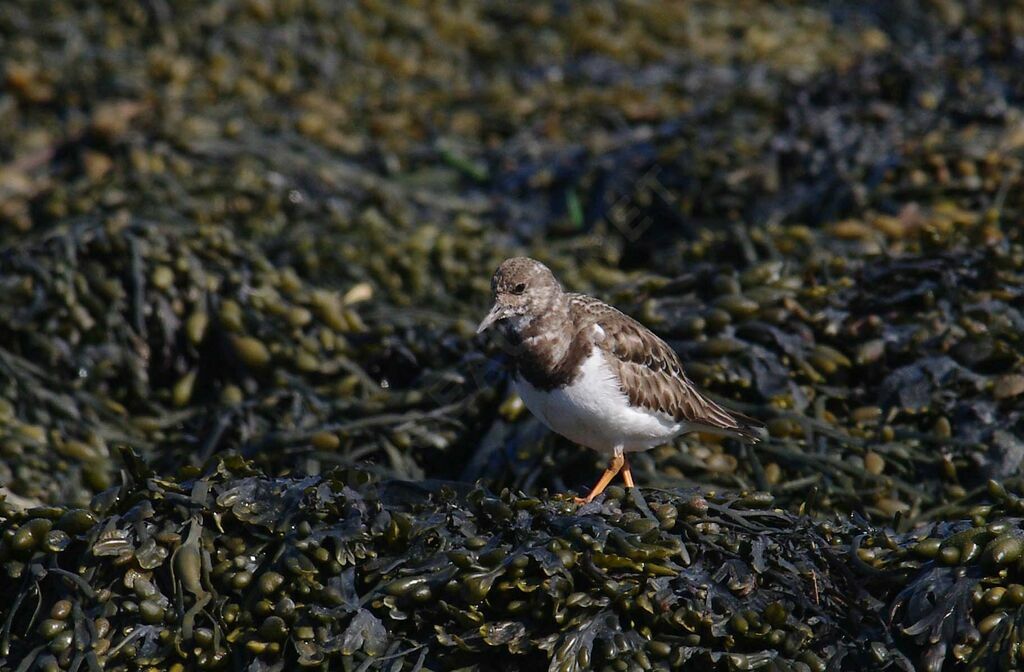 Ruddy Turnstone