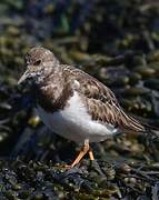 Ruddy Turnstone