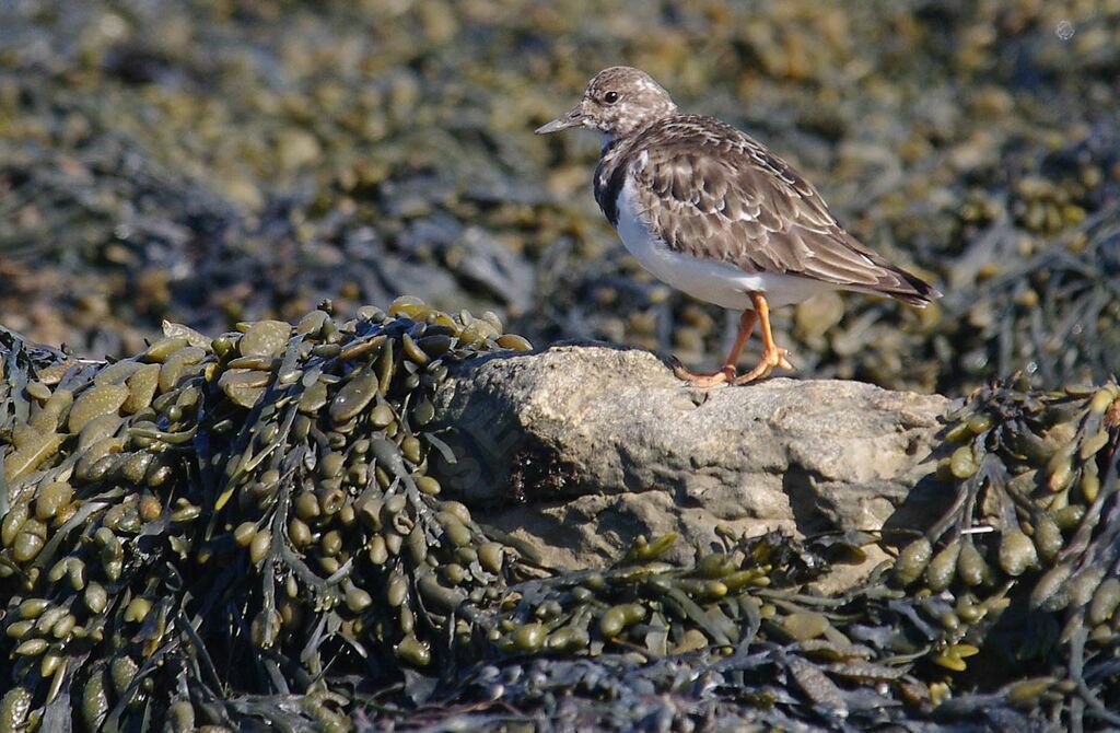 Ruddy Turnstone