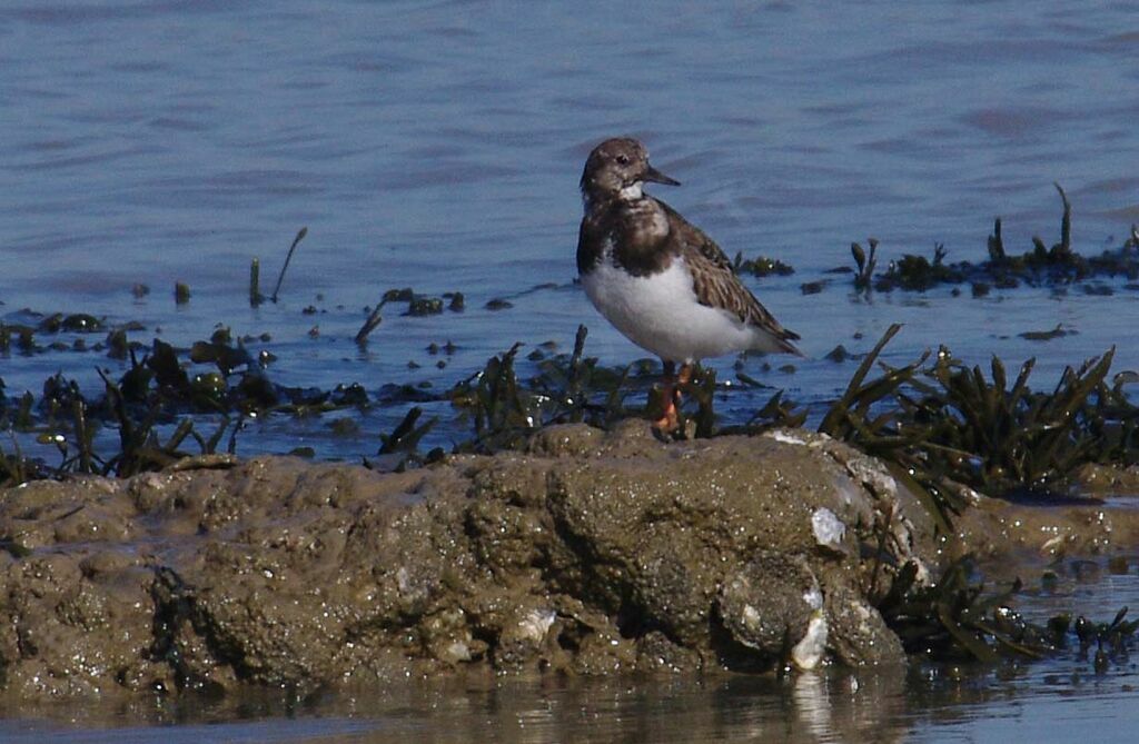 Ruddy Turnstone