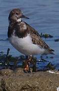 Ruddy Turnstone