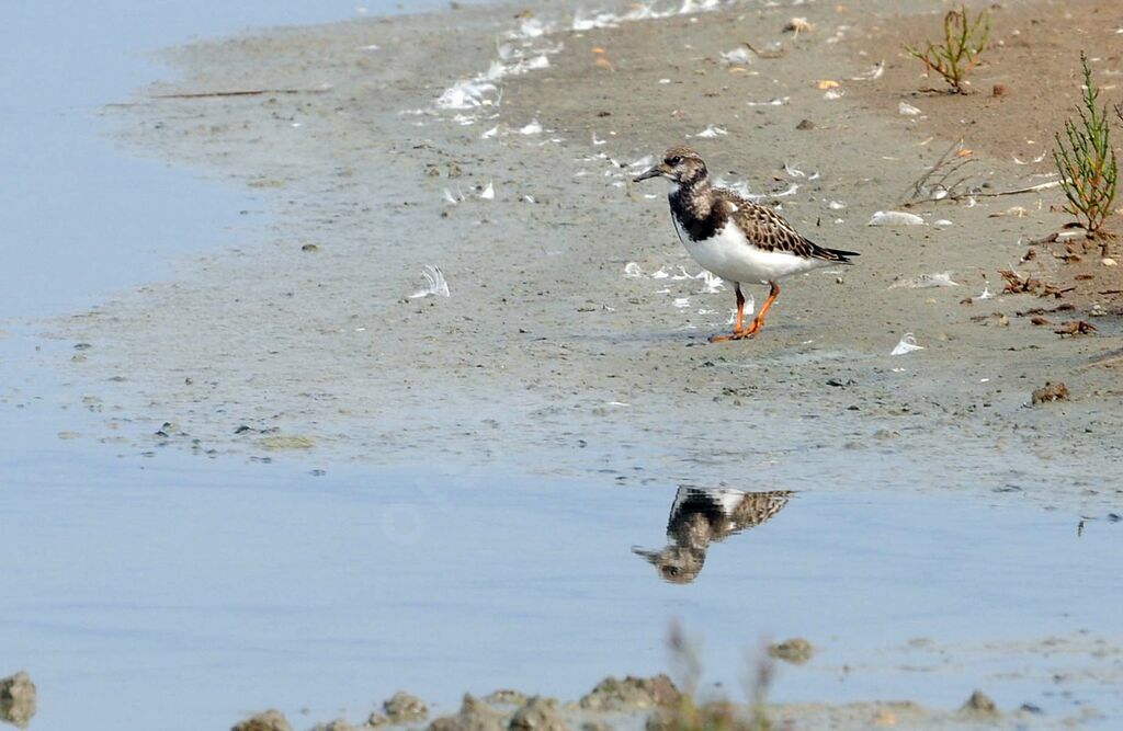 Ruddy Turnstone