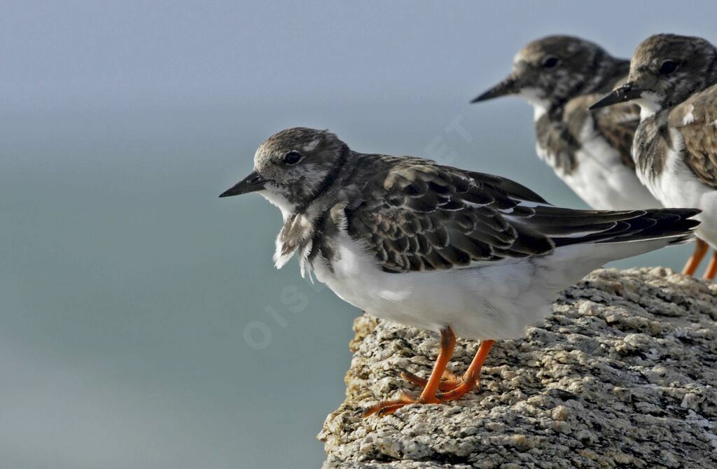 Ruddy Turnstone