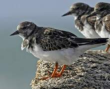 Ruddy Turnstone