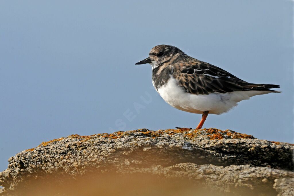 Ruddy Turnstone