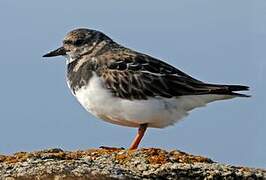 Ruddy Turnstone