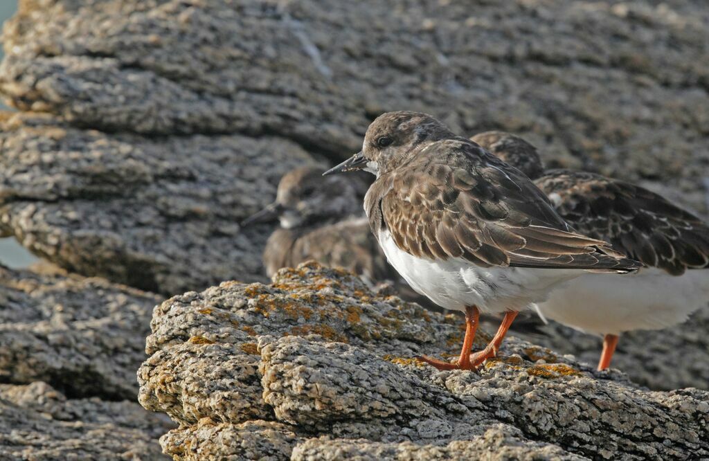 Ruddy Turnstone