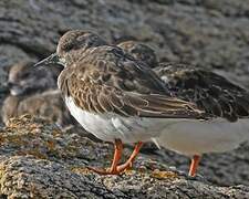 Ruddy Turnstone