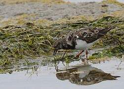 Ruddy Turnstone