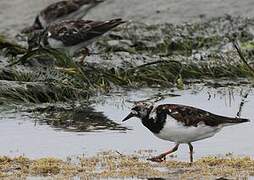 Ruddy Turnstone