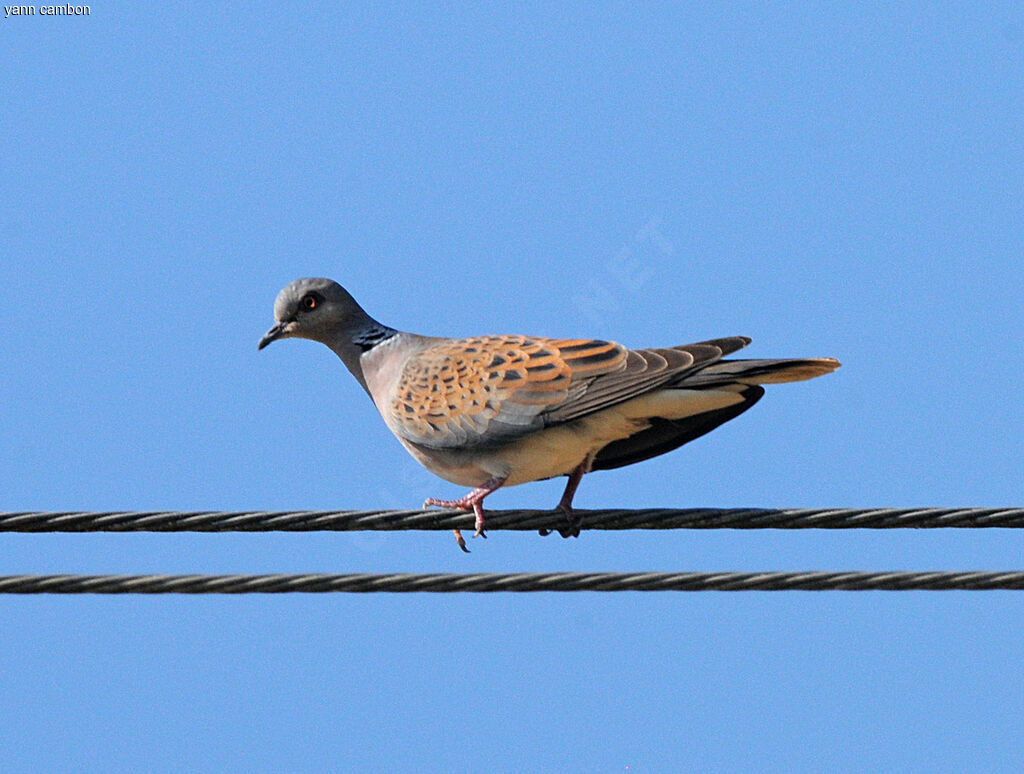 European Turtle Dove