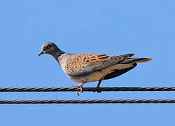 European Turtle Dove