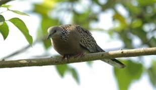 Spotted Dove